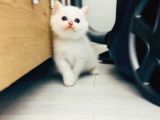 İlgi Böcüğü Dişi Shorthair Bebek