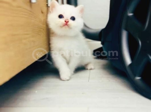 İlgi Böcüğü Dişi Shorthair Bebek görsel