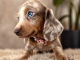 Mavi̇ş Gözlü Dachshund