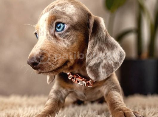 Mavi̇ş Gözlü Dachshund görsel