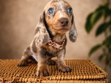Mavi̇ş Gözlü Dachshund