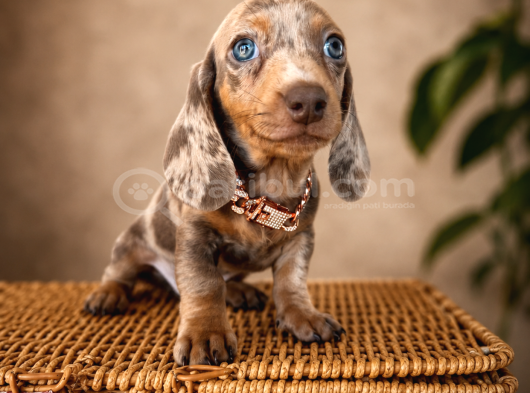 Mavi̇ş Gözlü Dachshund görsel