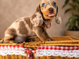 Mavi̇ş Gözlü Dachshund
