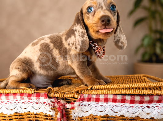 Mavi̇ş Gözlü Dachshund görsel