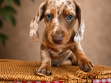 MAVİŞ GÖZLÜ DACHSHUND