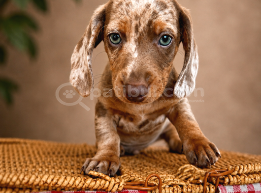 MAVİŞ GÖZLÜ DACHSHUND