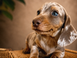Mavi̇ş Gözlü Dachshund