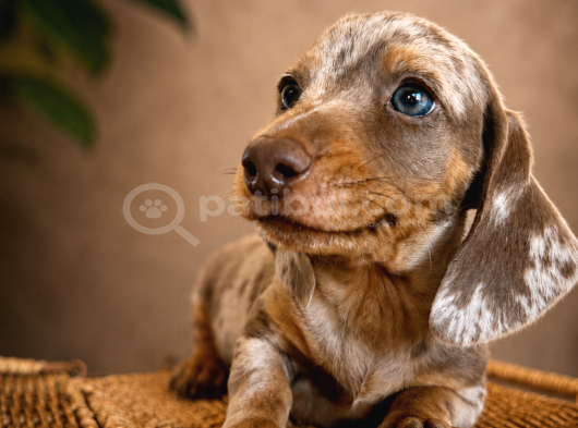 Mavi̇ş Gözlü Dachshund görsel