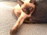 5 Aylık Erkek Yavru Siyam Kedi