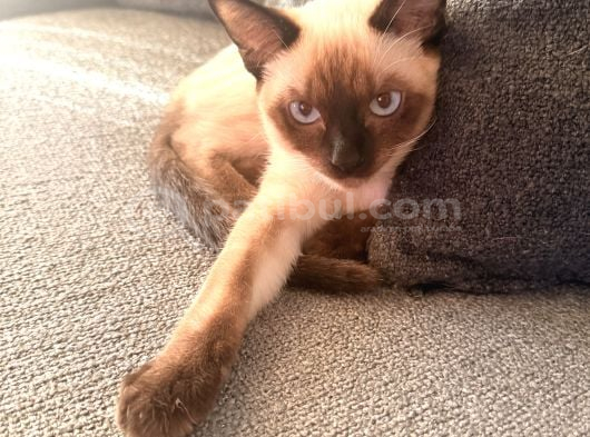 5 Aylık Erkek Yavru Siyam Kedi görsel