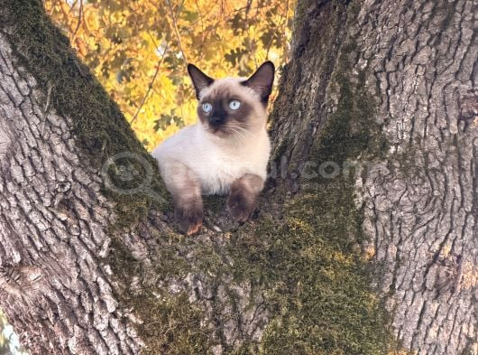 5 Aylık Erkek Yavru Siyam Kedi görsel