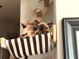5 Aylık Erkek Yavru Siyam Kedi