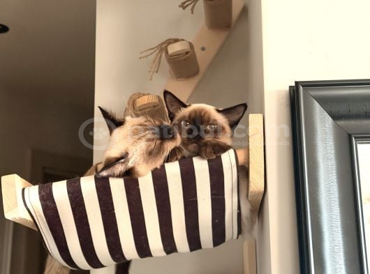 5 Aylık Erkek Yavru Siyam Kedi görsel