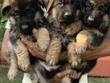Alman kurdu Alman çoban köpeği yavrularımız