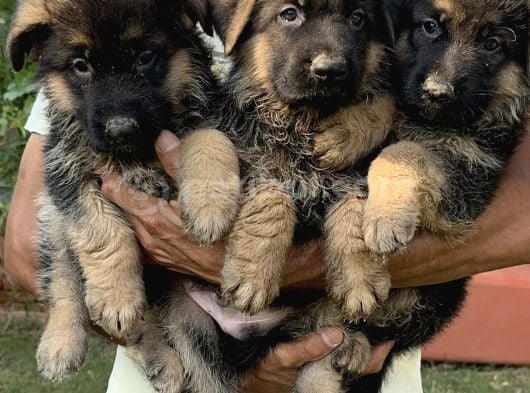 Alman kurdu Alman çoban köpeği yavrularımız