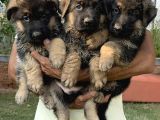 Alman Kurdu Alman Çoban Köpeği Yavrularımız