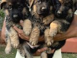 Alman Kurdu Alman Çoban Köpeği Yavrularımız