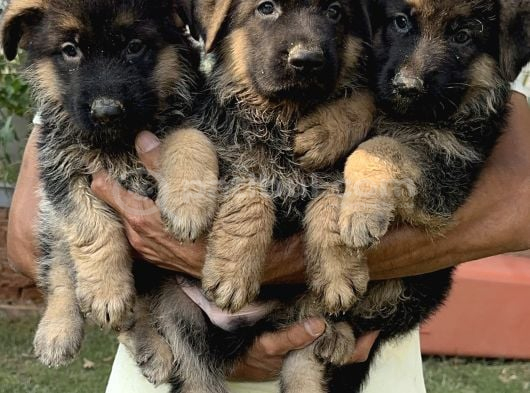 Alman Kurdu Alman Çoban Köpeği Yavrularımız görsel