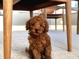 Irk Garanti̇li̇ Toy Poodle