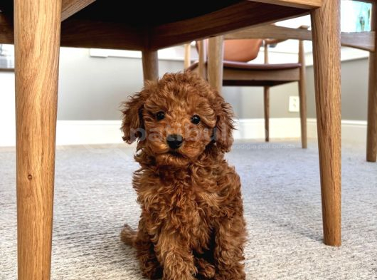Irk Garanti̇li̇ Toy Poodle görsel