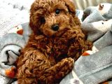 Irk Garanti̇li̇ Toy Poodle