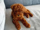 Güzelli̇k Abi̇desi̇ Poodle