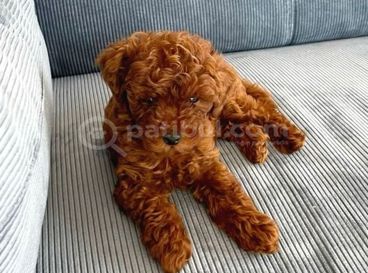 Güzelli̇k Abi̇desi̇ Poodle görsel