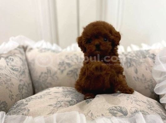 GÜZELLİĞİYLE GÖZ KAMAŞTIRAN POODLE