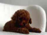 Nadi̇r Görülen Güzelli̇kte Poodle