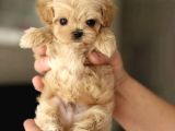 Kore Teacup Maltipoo Yavrularimiz