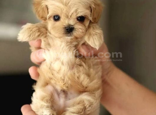 Kore Teacup Maltipoo Yavrularimiz görsel