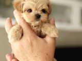 KORE TEACUP MALTIPOO YAVRULARIMIZ