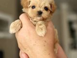 Kore Teacup Maltipoo Yavrularimiz