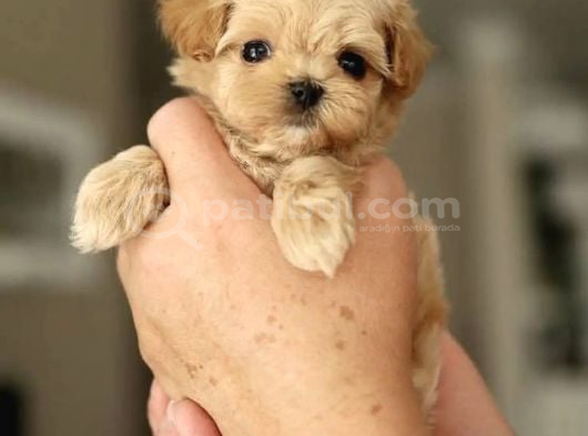 Kore Teacup Maltipoo Yavrularimiz görsel