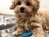Kore Teacup Maltipoo Yavrularimiz