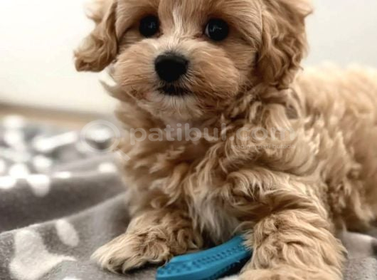 Kore Teacup Maltipoo Yavrularimiz görsel