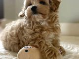 Kore Teacup Maltipoo Yavrularimiz