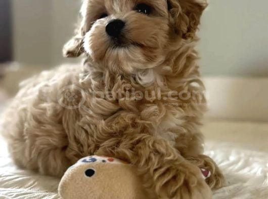 Kore Teacup Maltipoo Yavrularimiz görsel