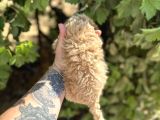 Di̇şi̇ En Sevi̇mli̇ En Uygun Malti̇poo Bebeği̇mi̇z
