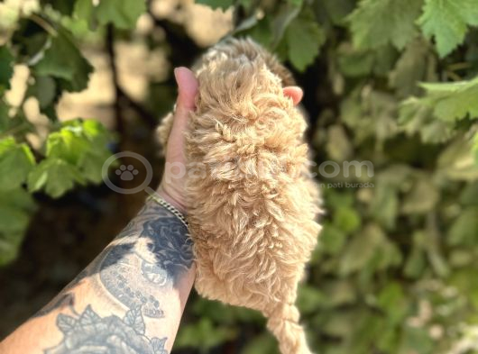 Di̇şi̇ En Sevi̇mli̇ En Uygun Malti̇poo Bebeği̇mi̇z görsel