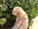 Di̇şi̇ En Sevi̇mli̇ En Uygun Malti̇poo Bebeği̇mi̇z