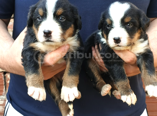 Bernese Yavrular Yeni Yuvalarını Bekliyor görsel