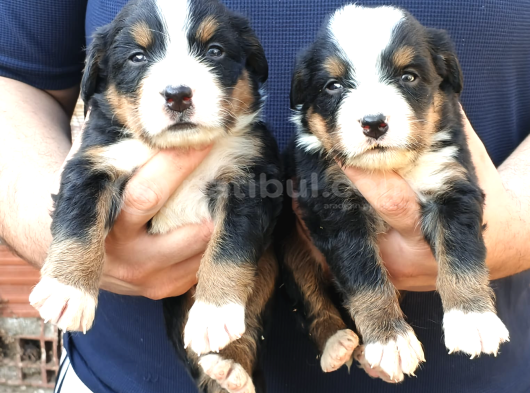 Bernese Yavrular Yeni Yuvalarını Bekliyor görsel