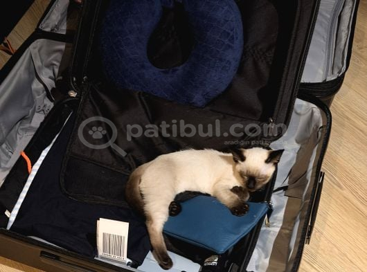 5 Aylık Erkek Yavru Siyam Kedi görsel