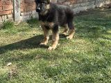 Alman Kurdu Alman Çoban Köpeği Yavrularımız