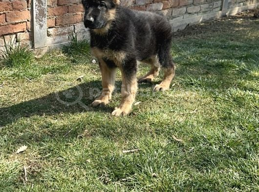 Alman Kurdu Alman Çoban Köpeği Yavrularımız görsel