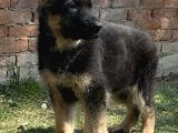 Alman Kurdu Alman Çoban Köpeği Yavrularımız