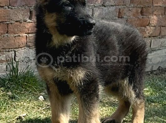Alman Kurdu Alman Çoban Köpeği Yavrularımız görsel