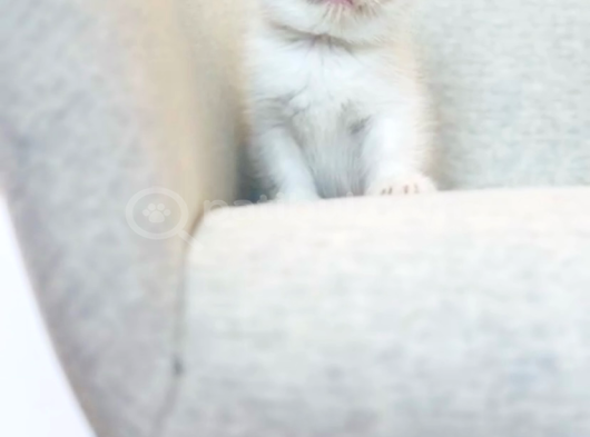 İlgi Böcüğü Dişi Shorthair Bebek görsel
