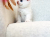 İlgi Böcüğü Dişi Shorthair Bebek